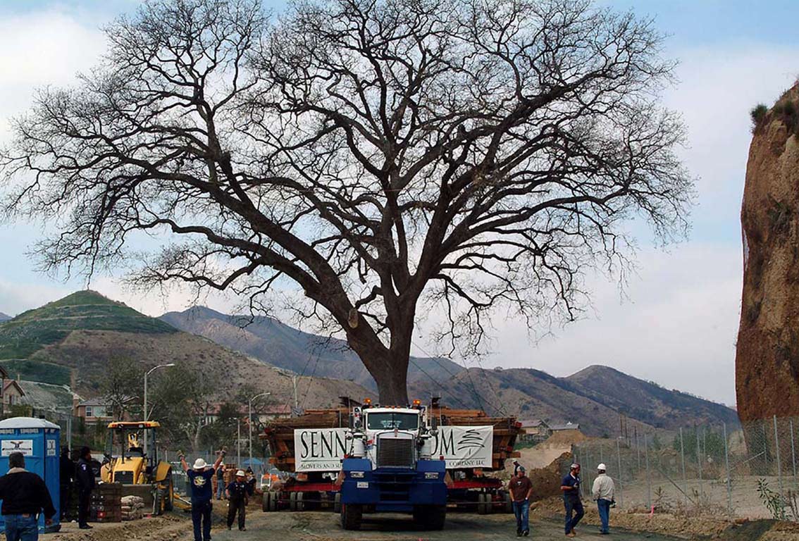 big tree moving - moving big trees - old glory - largest tree moved